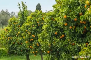 桔子樹用什麼肥料最好