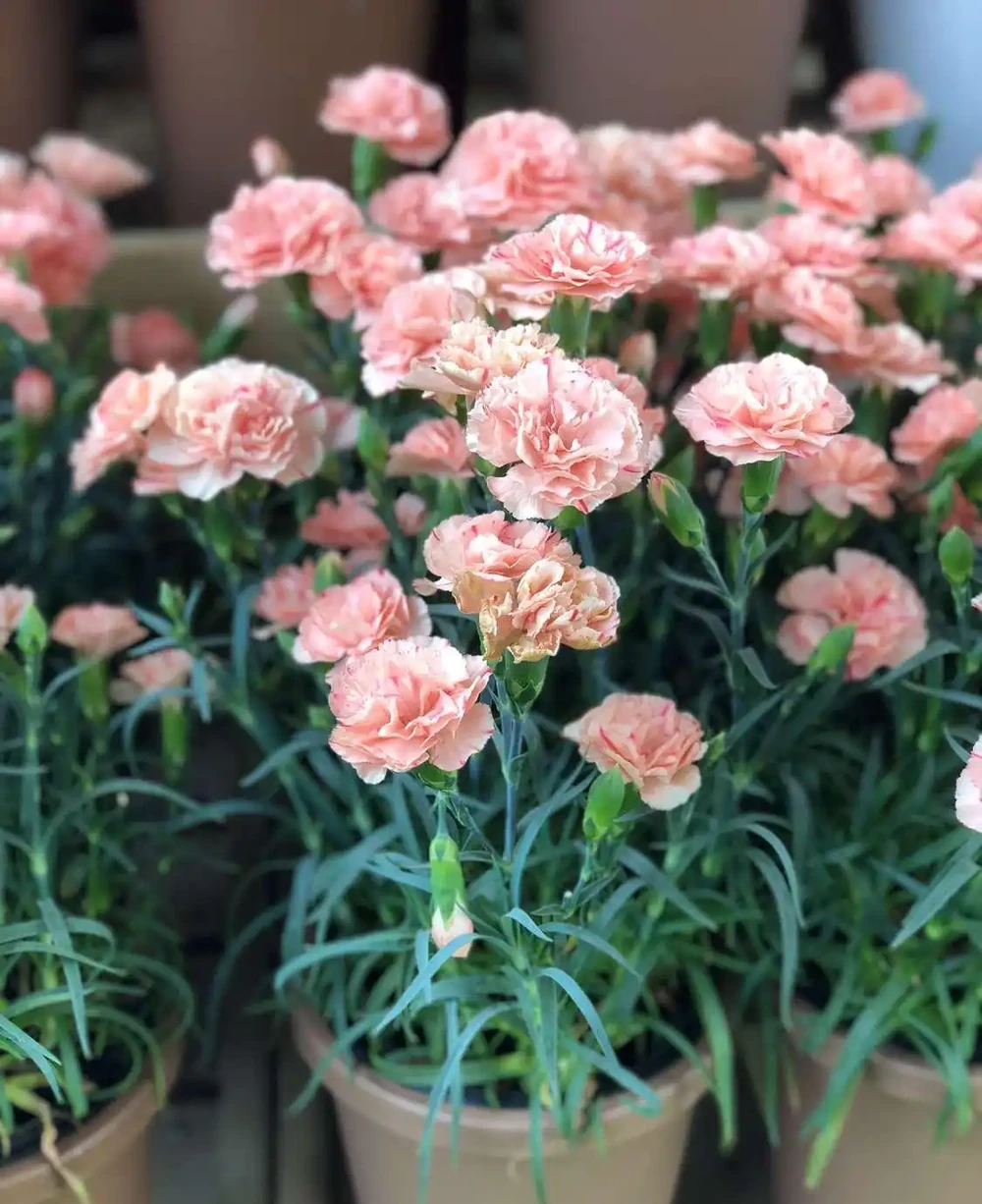 康乃馨能否放在室內養?它有什麼好處和注意事項?