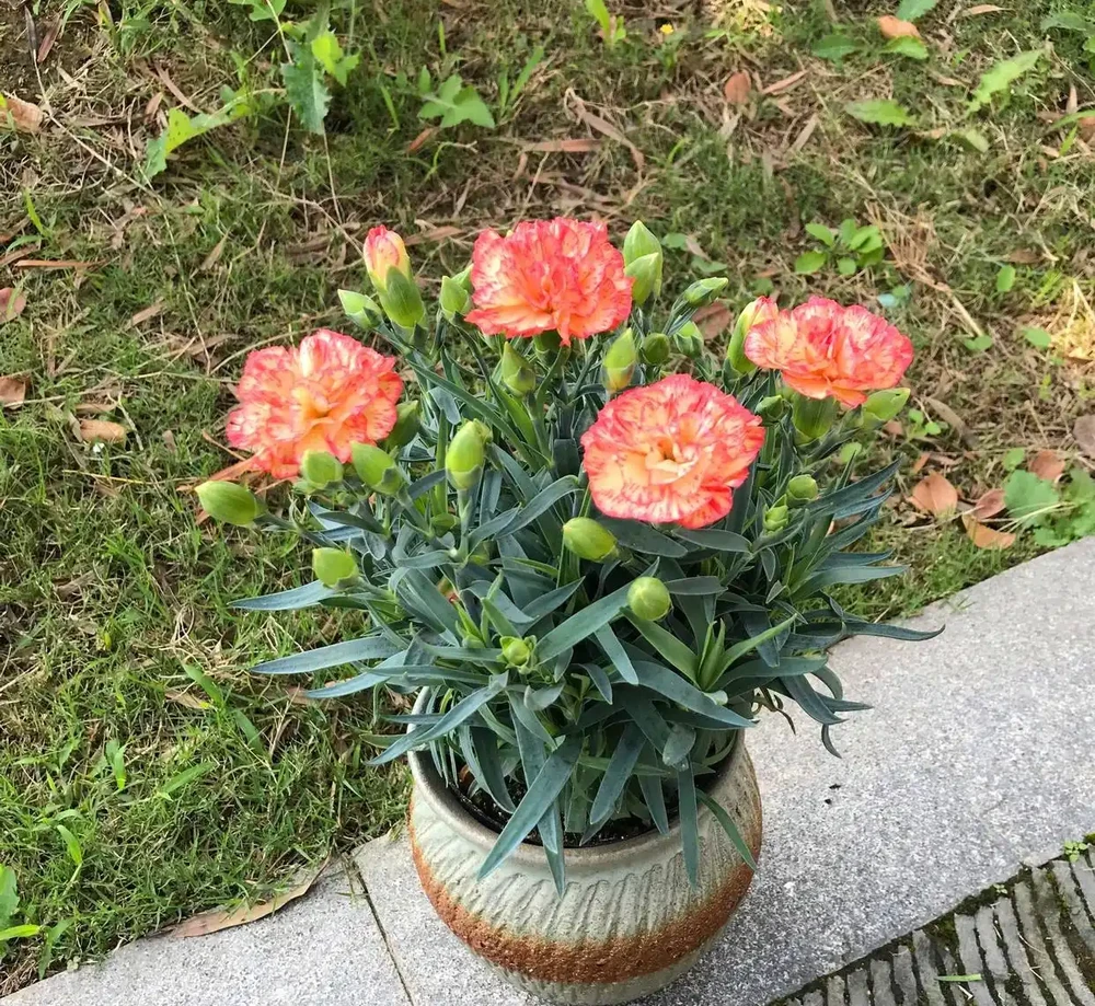 康乃馨能否放在室內養?它有什麼好處和注意事項?