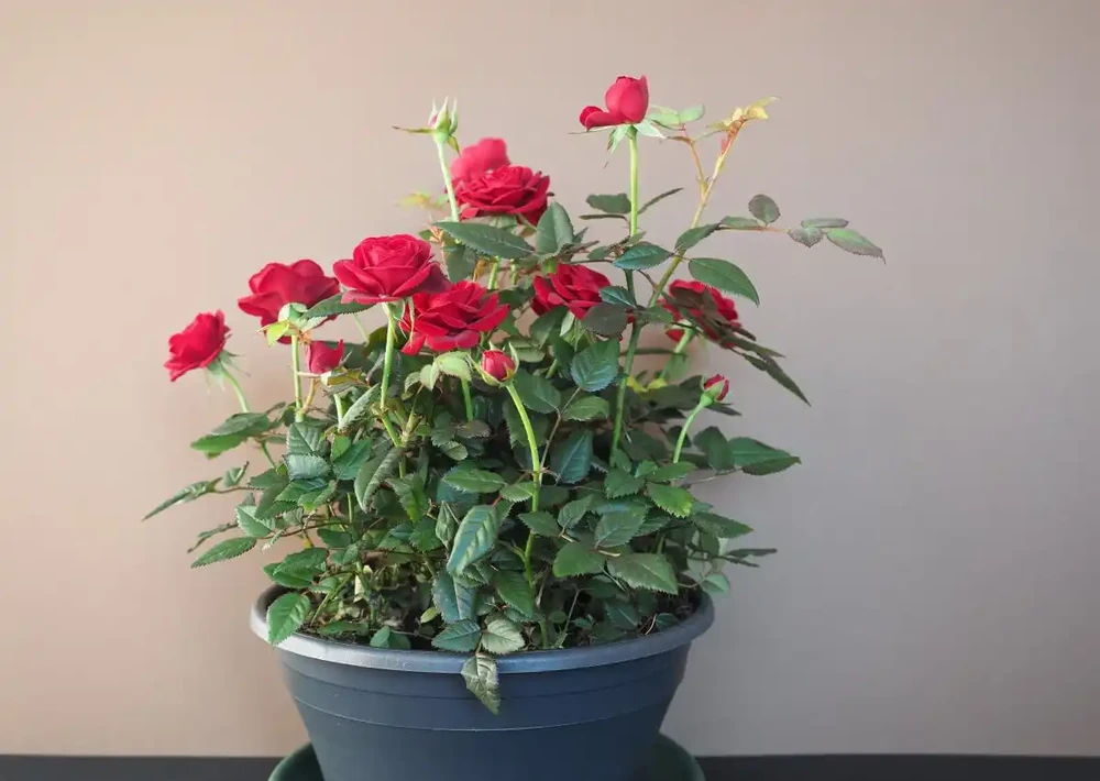 一文教你玫瑰花種植技巧，讓你的花園美不勝收