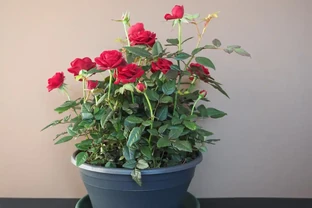 一文教你玫瑰花種植技巧，讓你的花園美不勝收