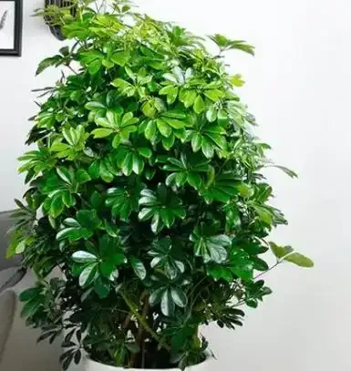 鴨腳木掉葉子的原因及補救辦法