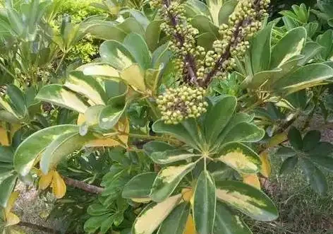 鴨腳木掉葉子的原因及補救辦法