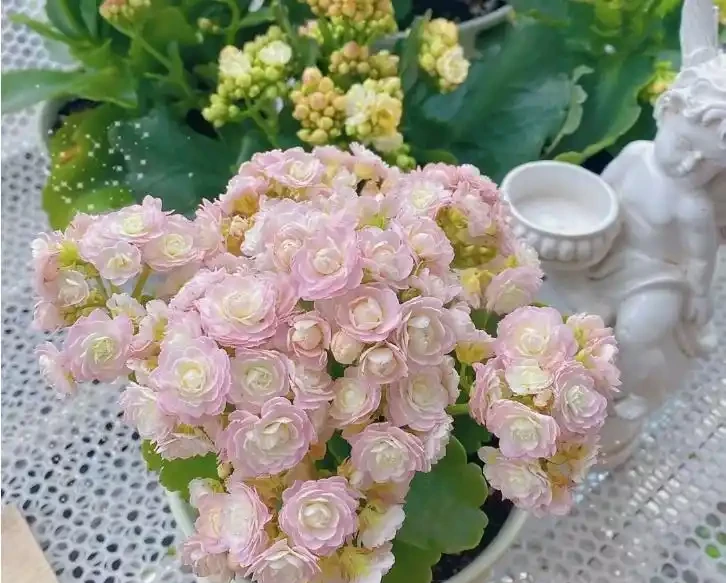 11款「耐寒花」,耐低溫,顏值高,現在養一波,春節剛好有花看