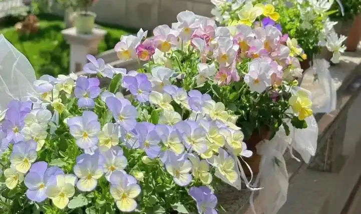 11款「耐寒花」,耐低溫,顏值高,現在養一波,春節剛好有花看
