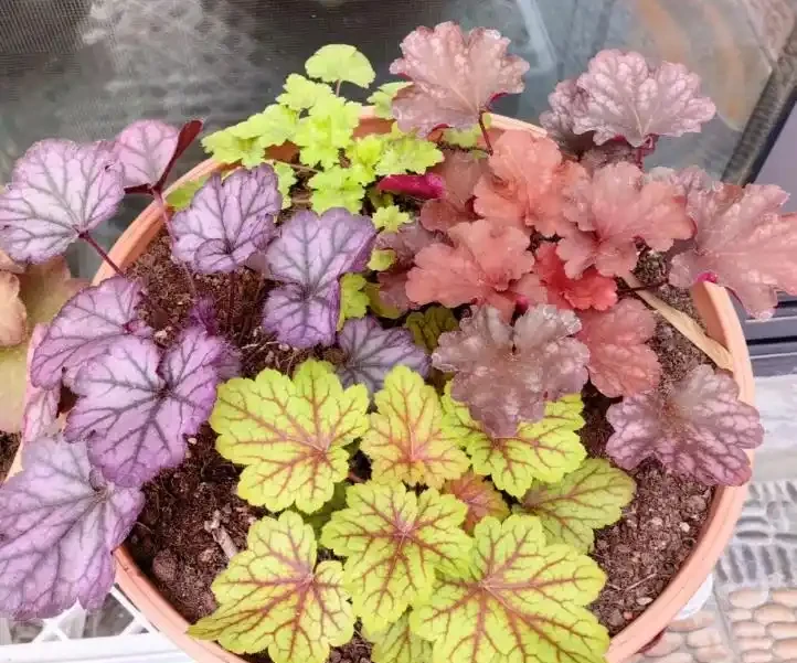 11款「耐寒花」,耐低溫,顏值高,現在養一波,春節剛好有花看