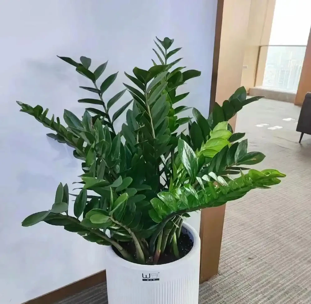 這10種招財樹,越養越有錢,年前養1盆,旺家有「錢途」!