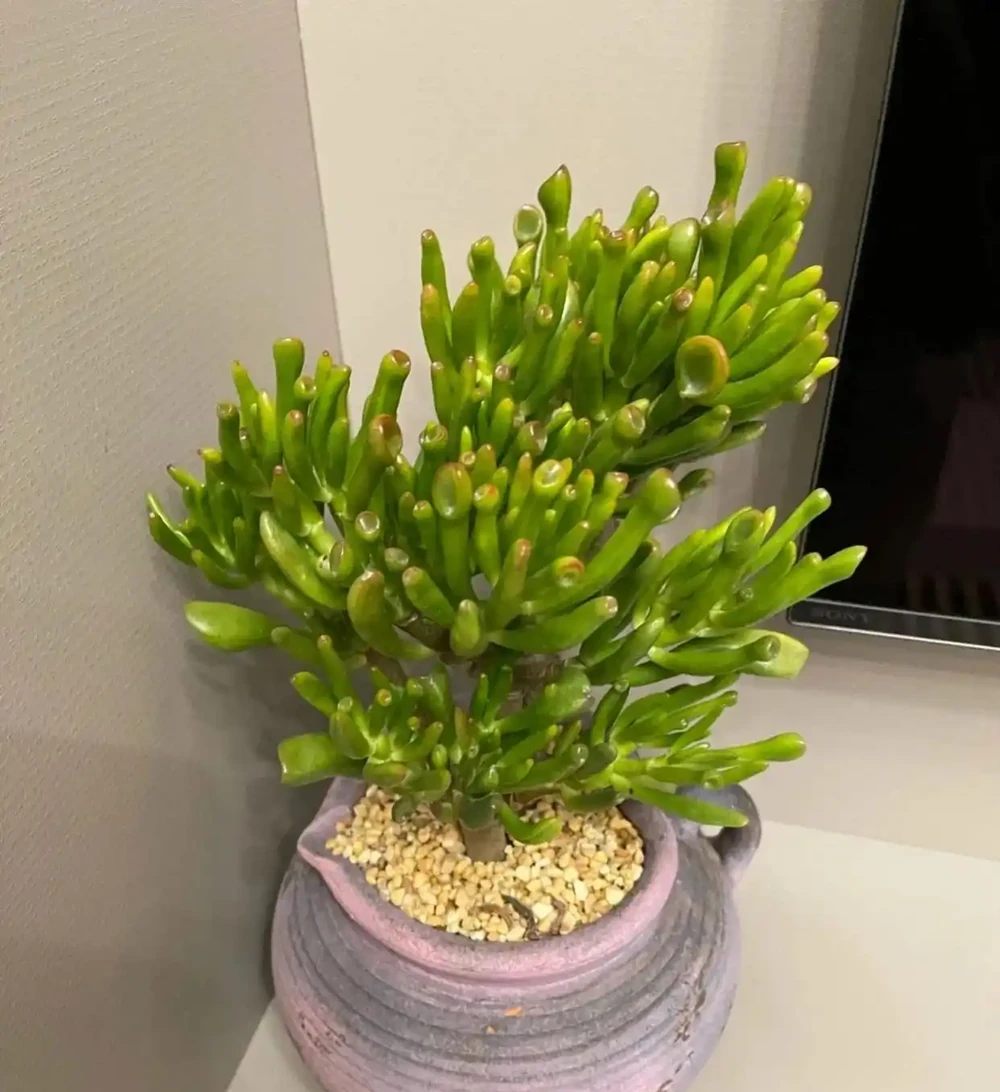 這10種招財樹,越養越有錢,年前養1盆,旺家有「錢途」!