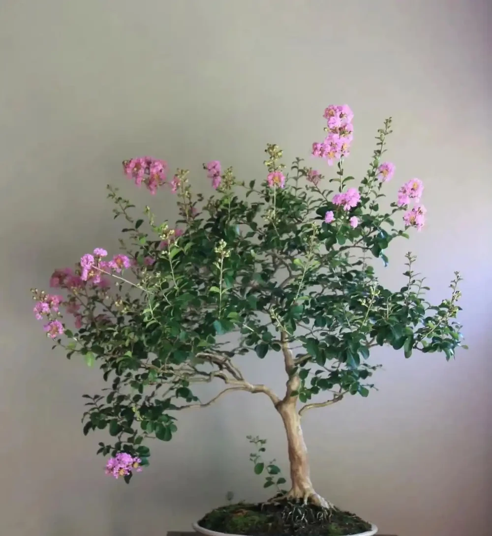 這10種招財樹,越養越有錢,年前養1盆,旺家有「錢途」!