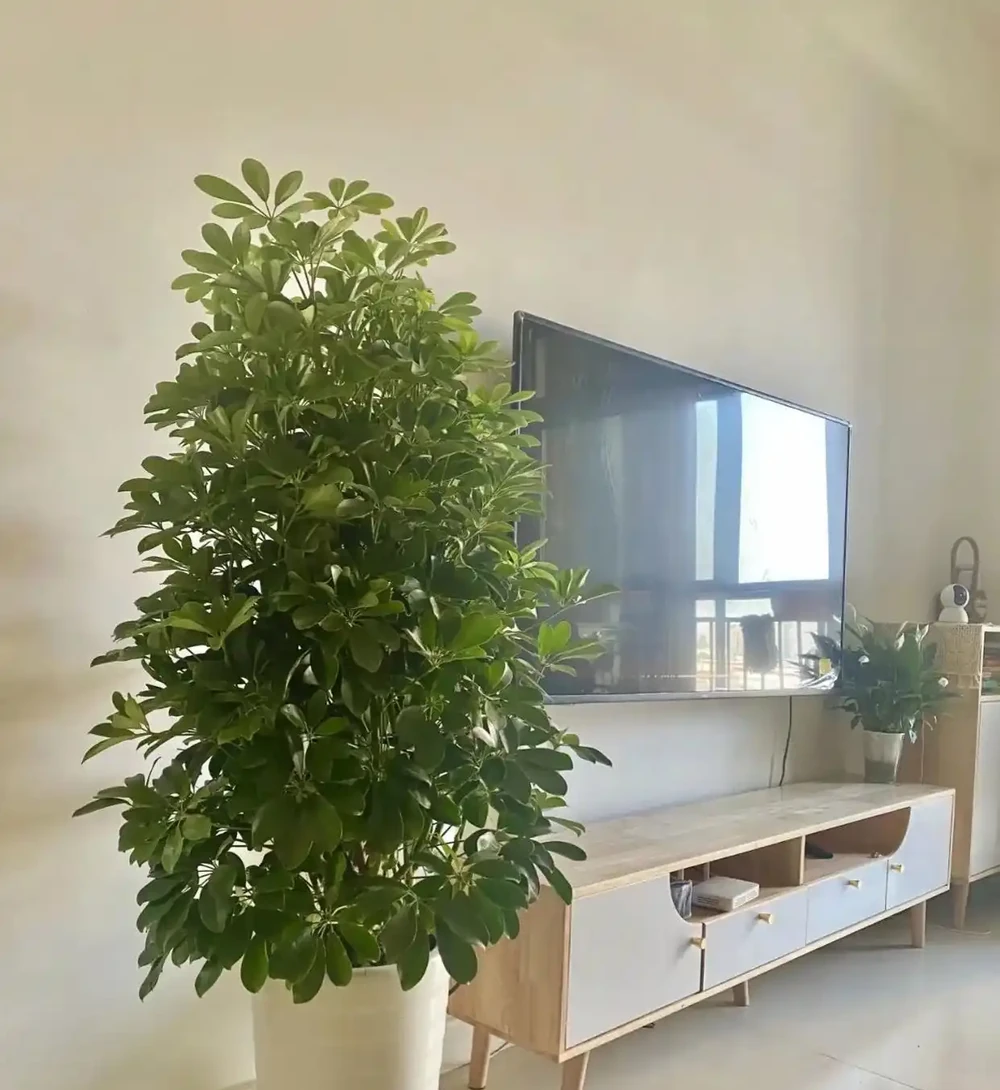 這10種招財樹,越養越有錢,年前養1盆,旺家有「錢途」!