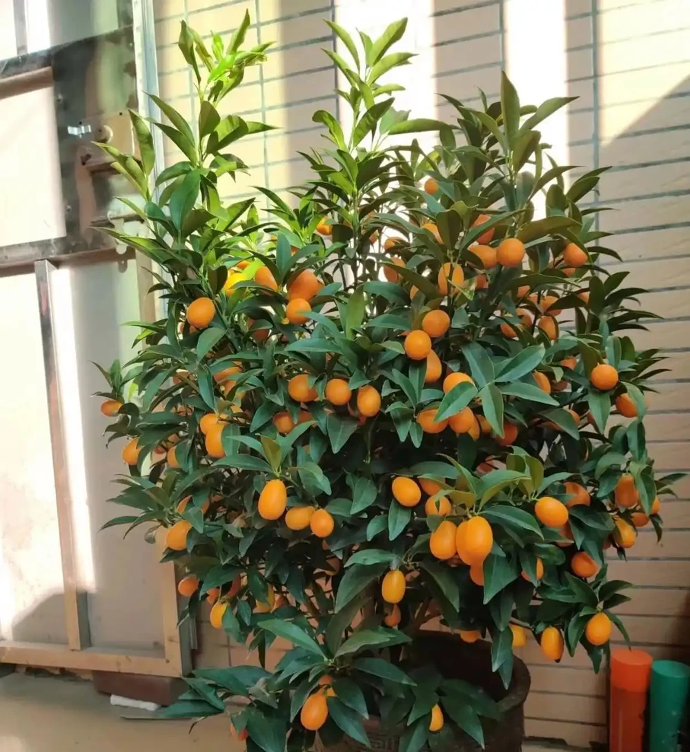 這10種招財樹,越養越有錢,年前養1盆,旺家有「錢途」!