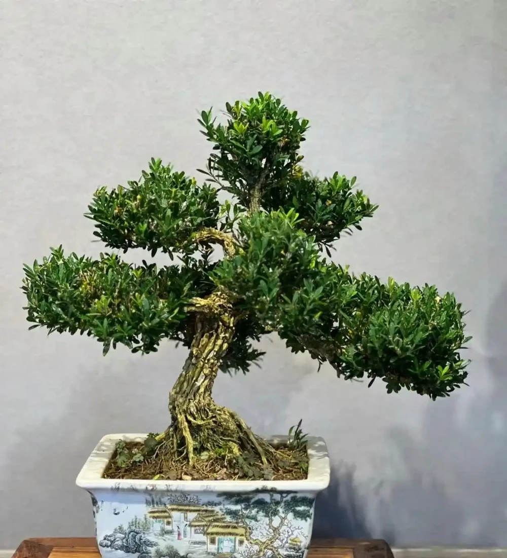 這10種招財樹,越養越有錢,年前養1盆,旺家有「錢途」!