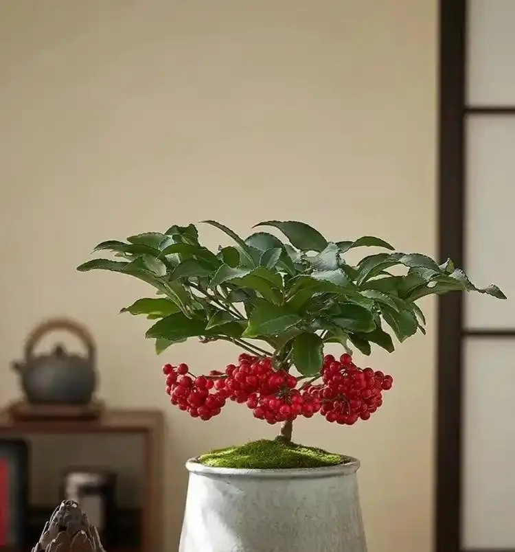 這10種招財樹,越養越有錢,年前養1盆,旺家有「錢途」!