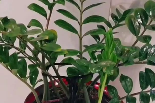 這10種招財樹，越養越有錢，年前養1盆，旺家有「錢途」！