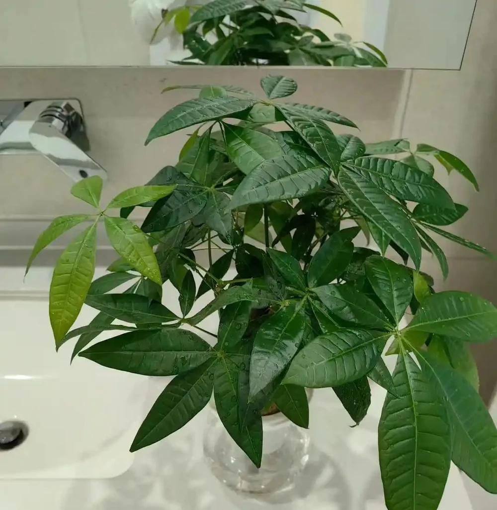 新手養發財樹,牢記「4大口訣」,照做錯不了,過來人的經驗