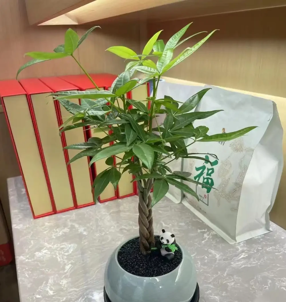 新手養發財樹,牢記「4大口訣」,照做錯不了,過來人的經驗