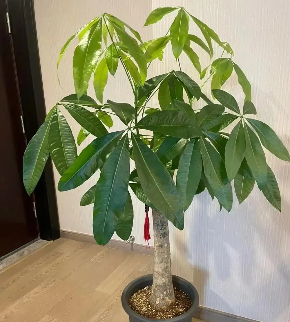 新手養發財樹,牢記「4大口訣」,照做錯不了,過來人的經驗