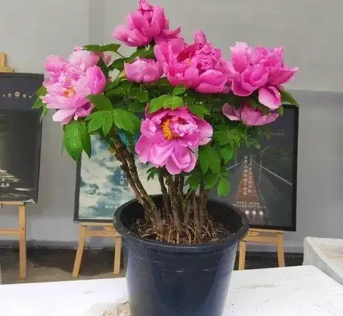 過年養花,不妨養10種「福財花」,好養好寓意,好看又吉利