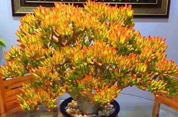 過年養花,不妨養10種「福財花」,好養好寓意,好看又吉利