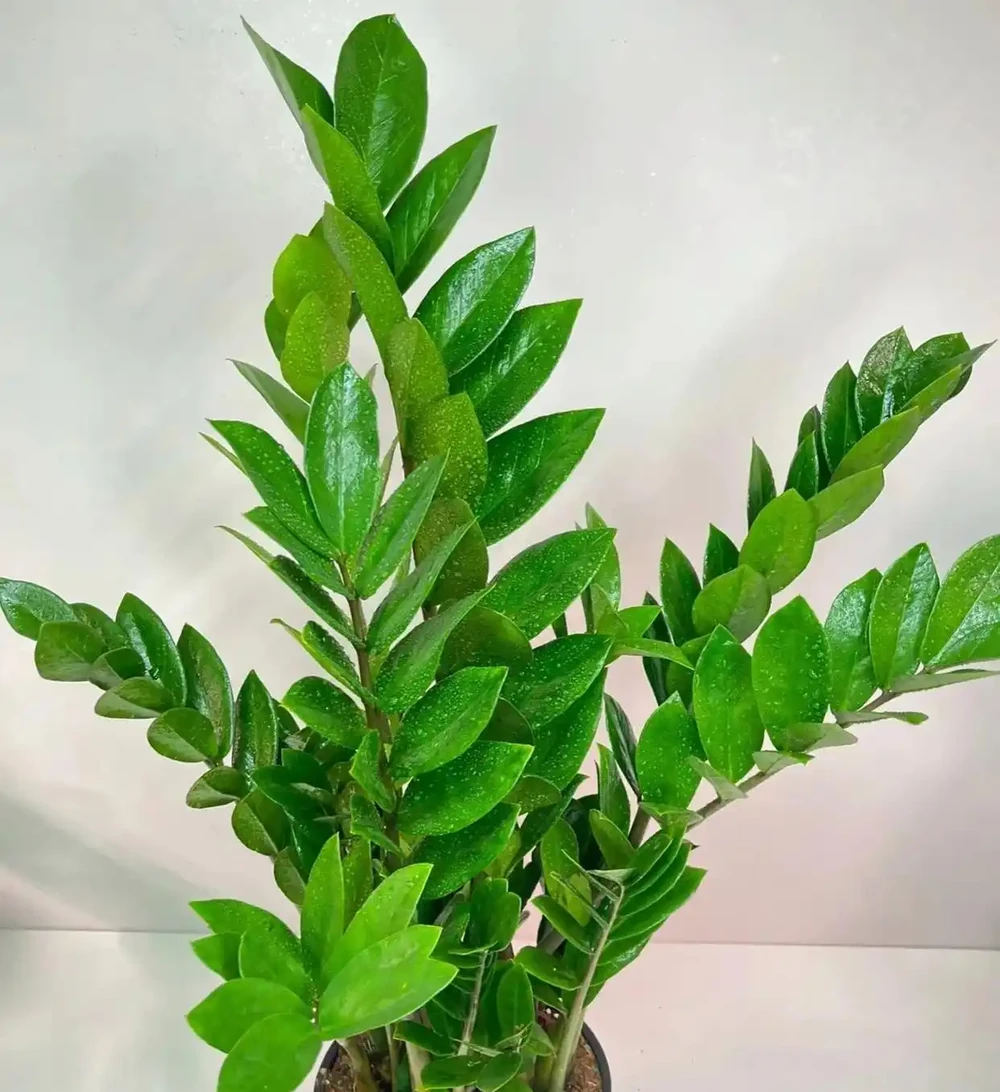 過年養花,不妨養10種「福財花」,好養好寓意,好看又吉利
