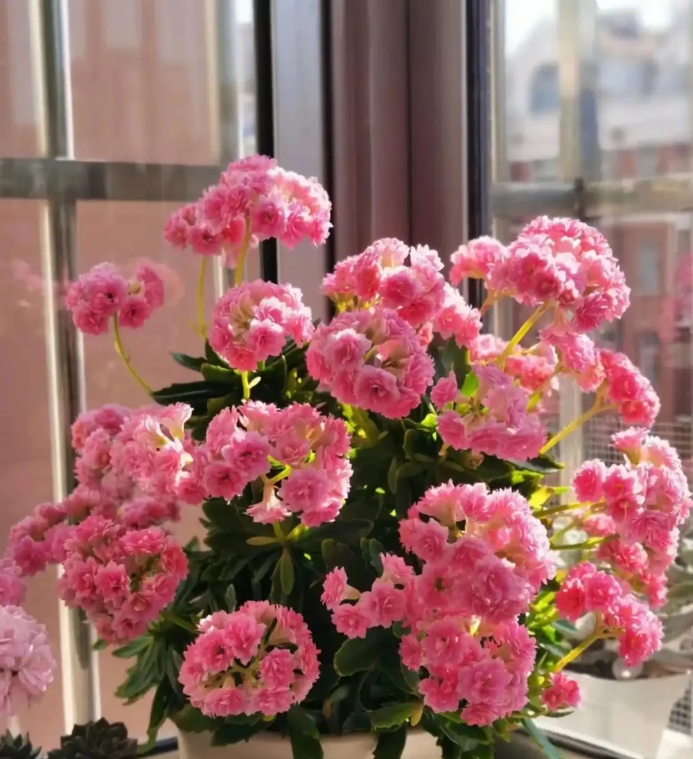 過年養花,不妨養10種「福財花」,好養好寓意,好看又吉利