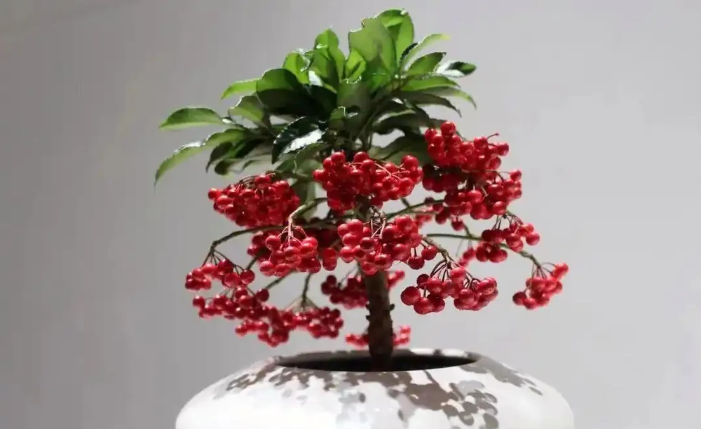 過年養花,不妨養10種「福財花」,好養好寓意,好看又吉利