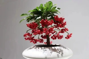過年養花，不妨養10種「福財花」，好養好寓意，好看又吉利