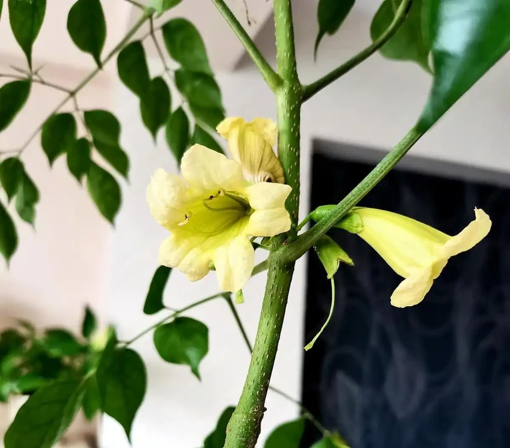 幸福樹的養殖方法和注意事項有哪些