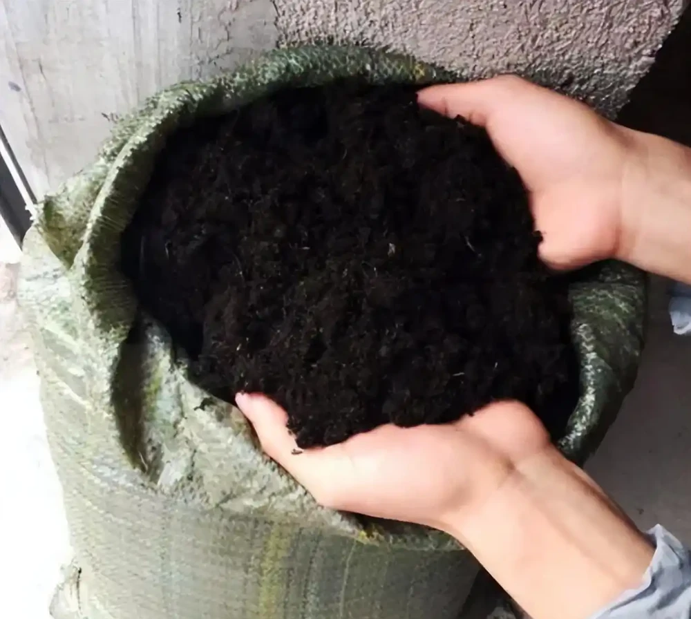 幸福樹的養殖方法和注意事項有哪些