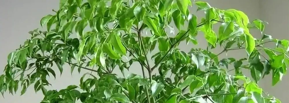 幸福樹的養殖方法和注意事項有哪些