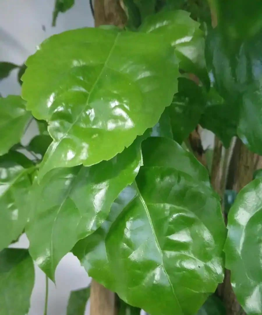幸福樹的養殖方法和注意事項有哪些