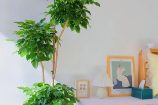 幸福樹的養殖方法和注意事項有哪些