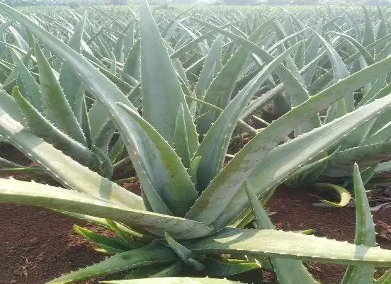 除甲醛的綠植十大排名,這些綠植堪稱甲醛「剋星」,養幾盆全家受益