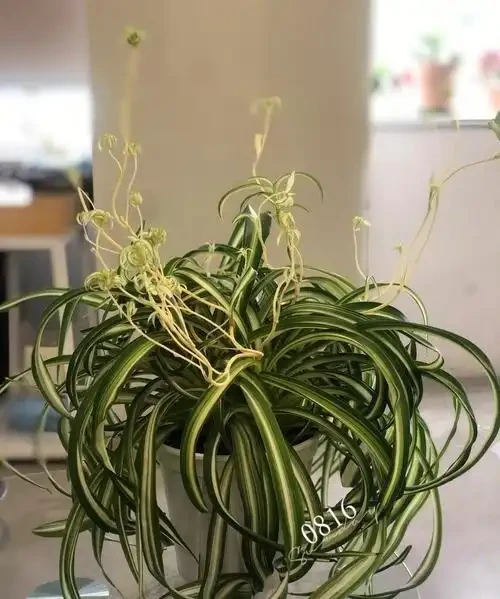 除甲醛的綠植十大排名,這些綠植堪稱甲醛「剋星」,養幾盆全家受益
