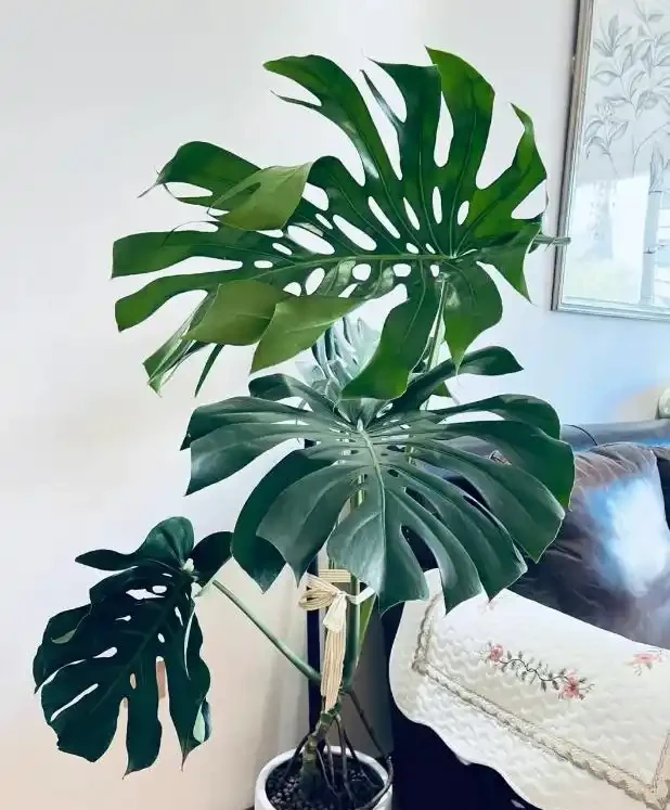 除甲醛的綠植十大排名,這些綠植堪稱甲醛「剋星」,養幾盆全家受益