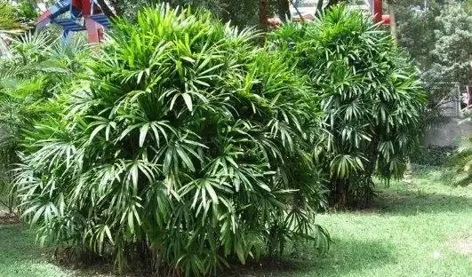 除甲醛的綠植十大排名,這些綠植堪稱甲醛「剋星」,養幾盆全家受益