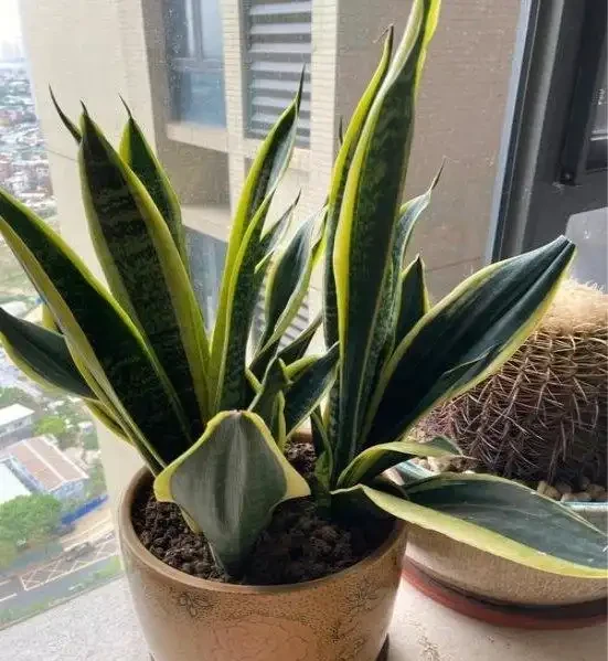 除甲醛的綠植十大排名,這些綠植堪稱甲醛「剋星」,養幾盆全家受益