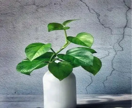除甲醛的綠植十大排名,這些綠植堪稱甲醛「剋星」,養幾盆全家受益