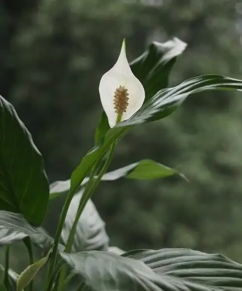 除甲醛的綠植十大排名,這些綠植堪稱甲醛「剋星」,養幾盆全家受益