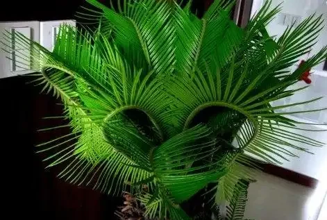 除甲醛的綠植十大排名,這些綠植堪稱甲醛「剋星」,養幾盆全家受益