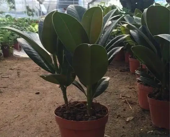 除甲醛的綠植十大排名,這些綠植堪稱甲醛「剋星」,養幾盆全家受益