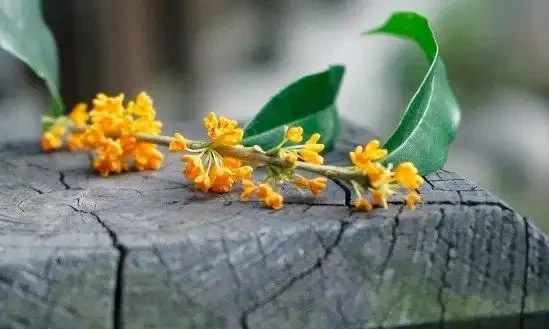 除甲醛的綠植十大排名,這些綠植堪稱甲醛「剋星」,養幾盆全家受益