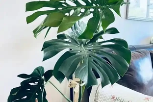 除甲醛的綠植十大排名，這些綠植堪稱甲醛「剋星」，養幾盆全家受益