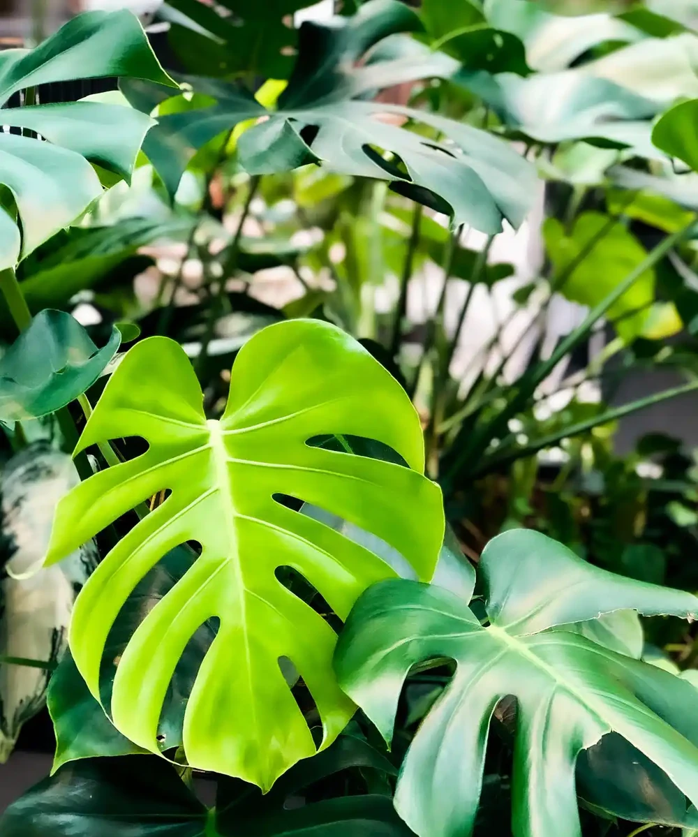 吸甲醛的綠植，排名第一，竟然不是黃金葛