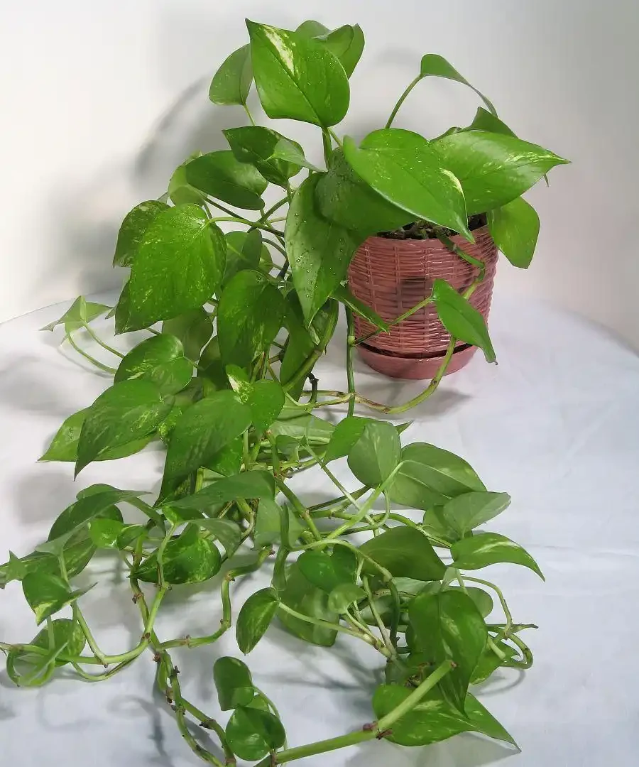 吸甲醛的綠植，排名第一，竟然不是黃金葛