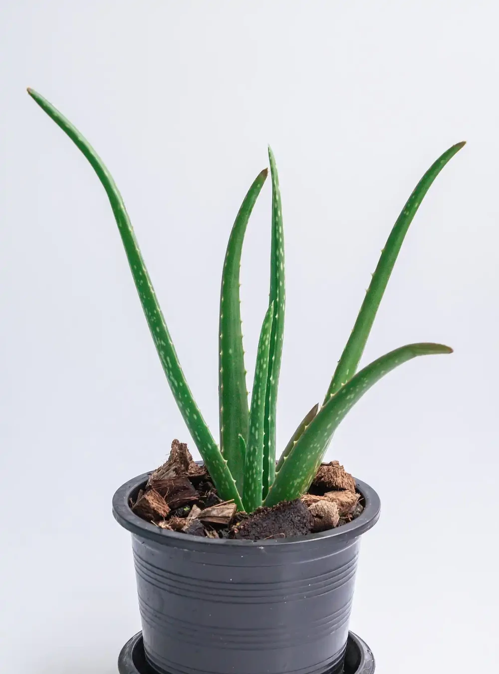吸甲醛的綠植，排名第一，竟然不是黃金葛