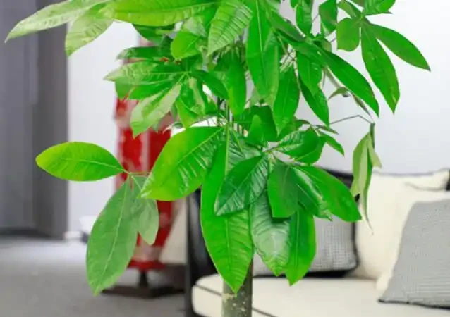 養發財樹,牢記5句「口訣」,不怕黃葉、腐根,養好就簡單了