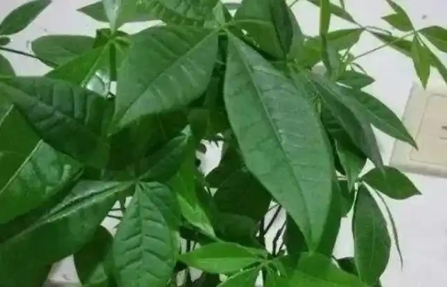養發財樹,牢記5句「口訣」,不怕黃葉、腐根,養好就簡單了