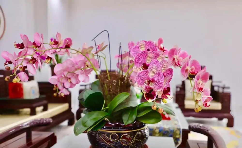 立春後,建議「富養」11種花,餵飽、喝足才能「撒花長」