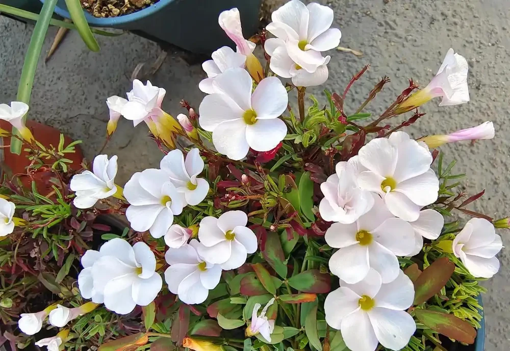 這幾種花年前年後持續在開花，容易打理，花量多多！